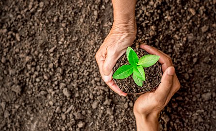 Two hands planting a seedling