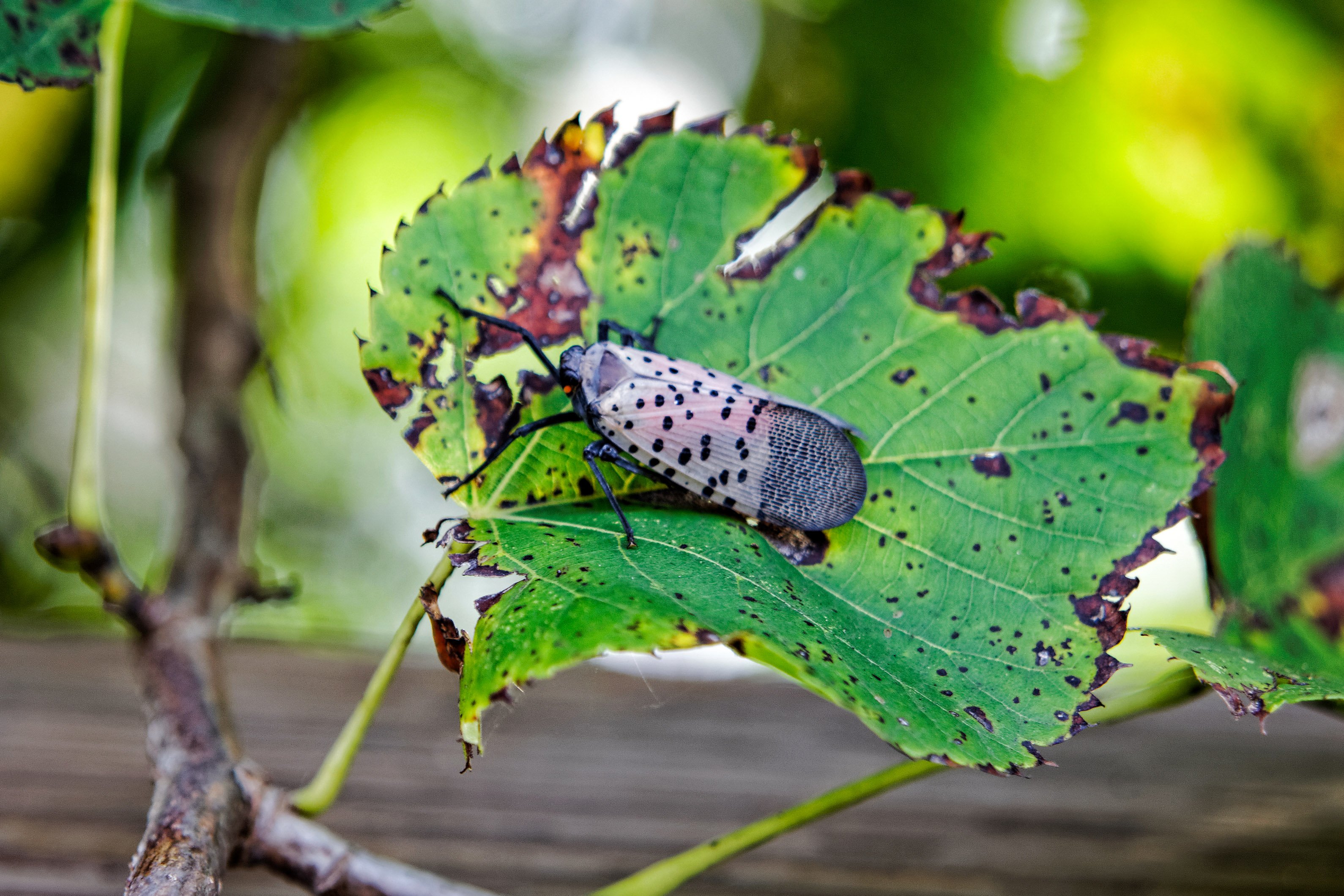 An adult Spotted Lanternfly (Lycorma delicatula) on a Tree of Heaven (Ailanthus altissima) in Montgomery County, Pennsylvania.