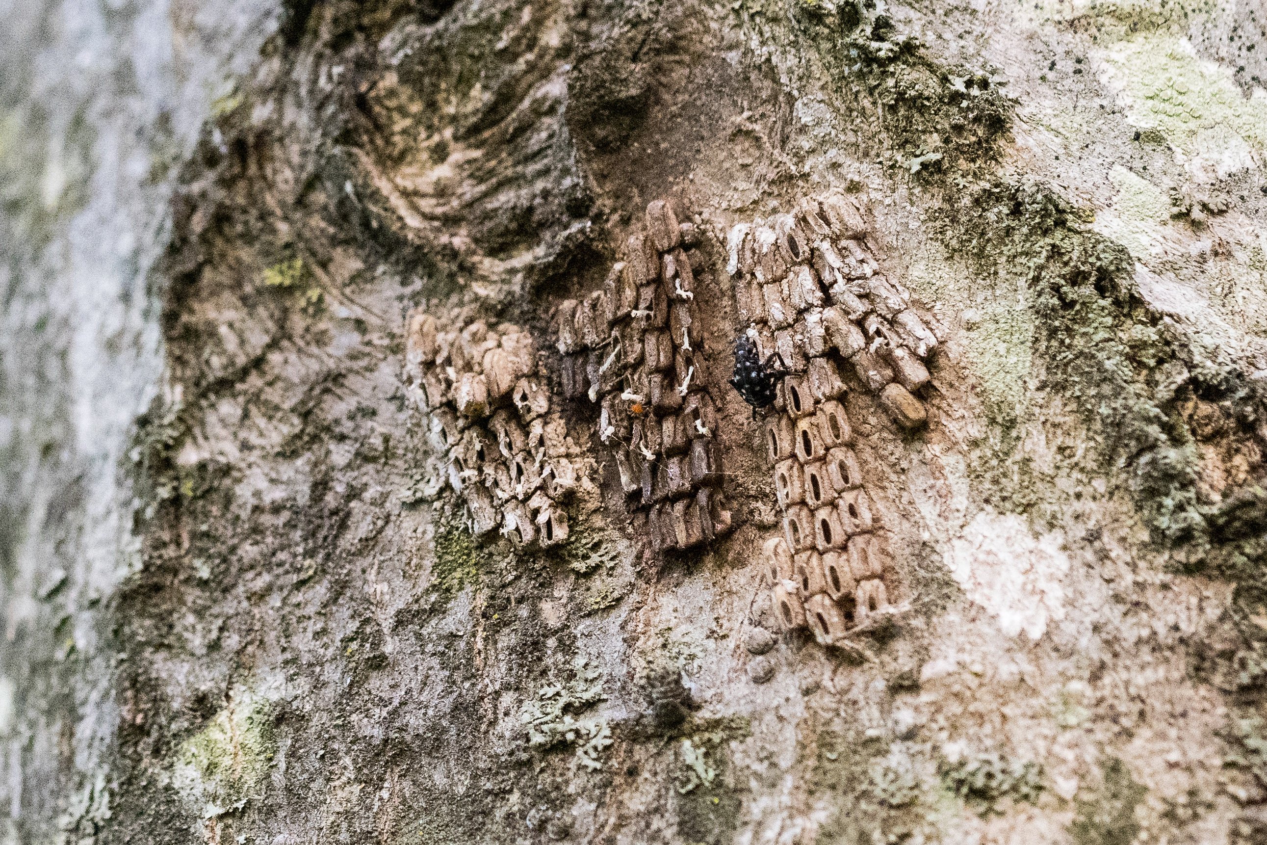 Older Spotted Lanternfly egg masses.