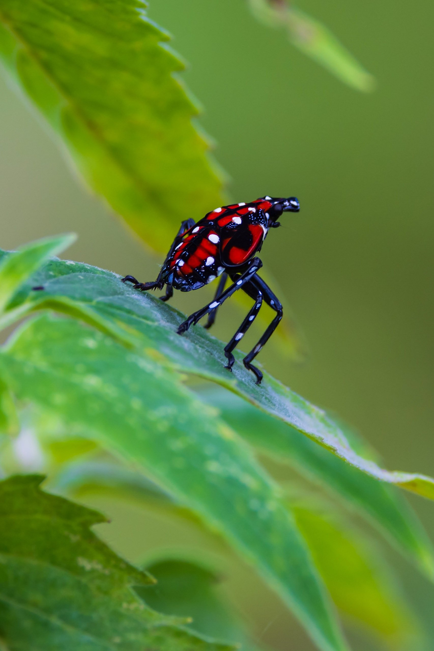 Late stage Spotted Lanternfly nymphs are red, black and white.