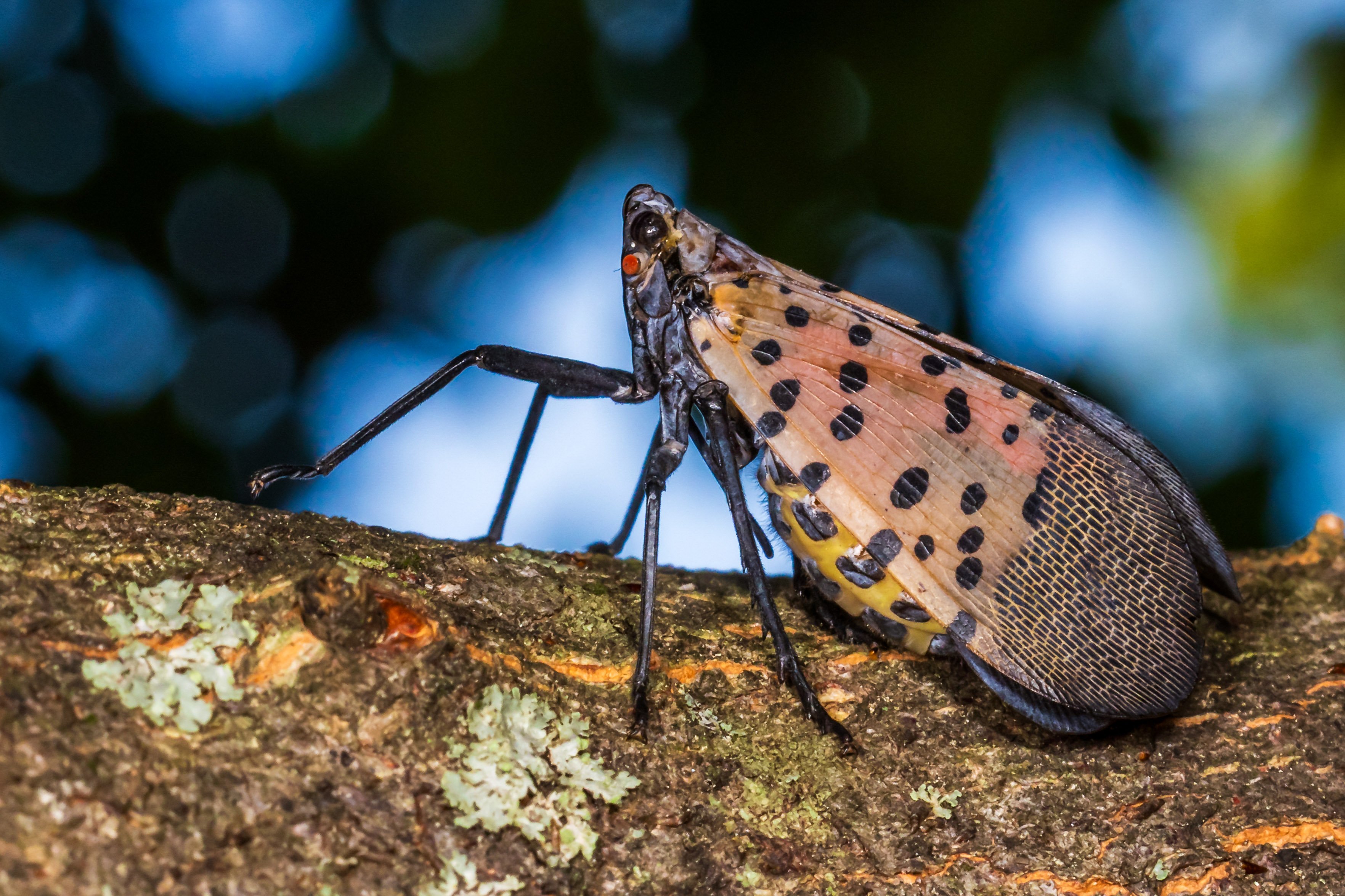 Adult Spotted Lanternfly (Lycorma delicatula) on a tree trunk.