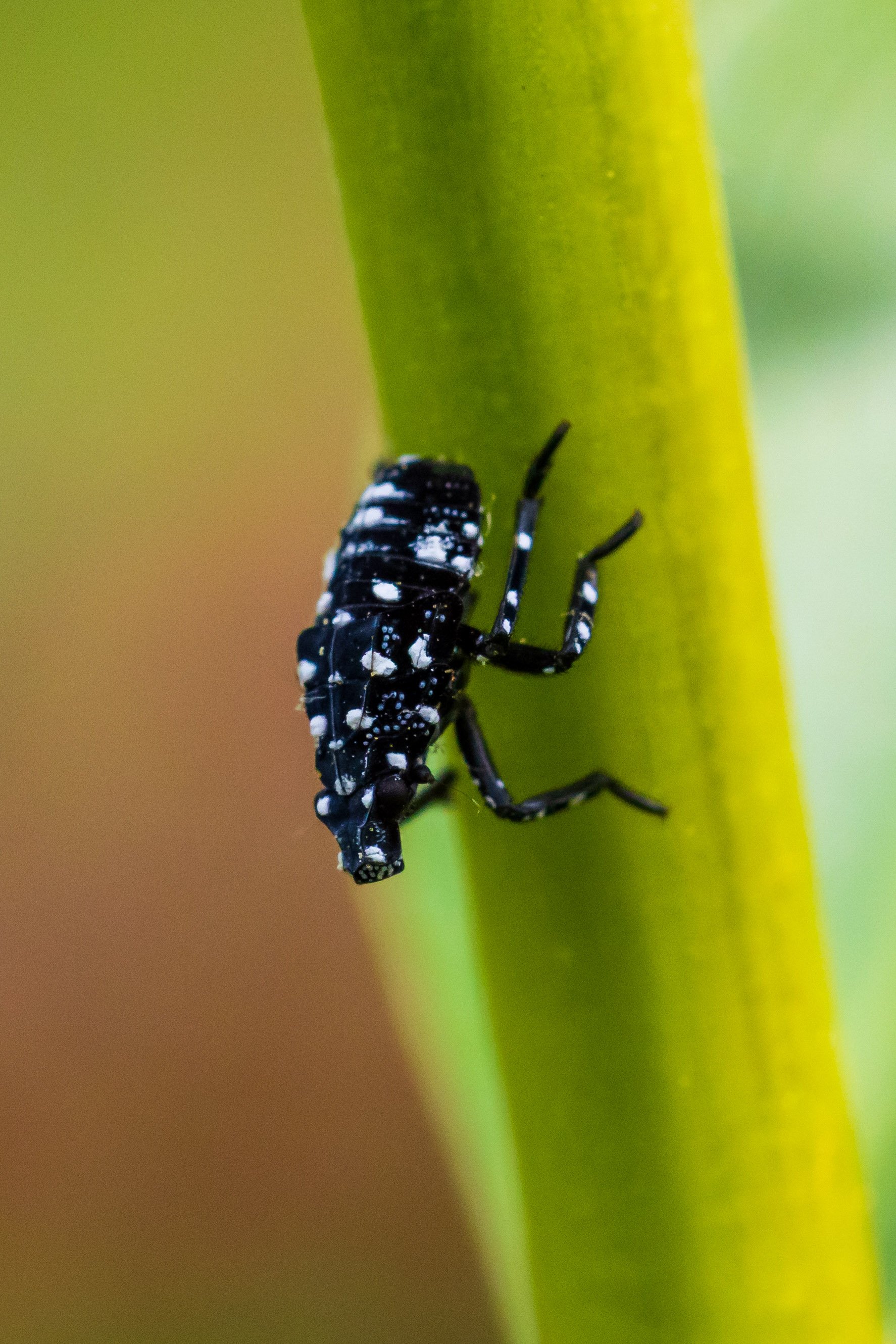 Early stage Spotted Lanternfly nymphs are black and white.