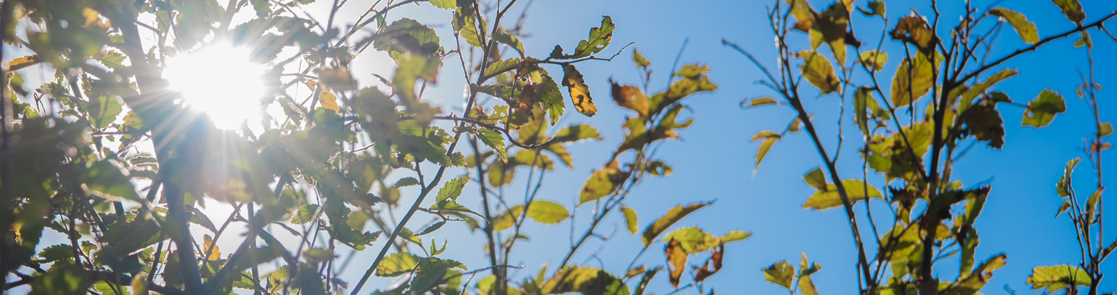 sunshine through leaves