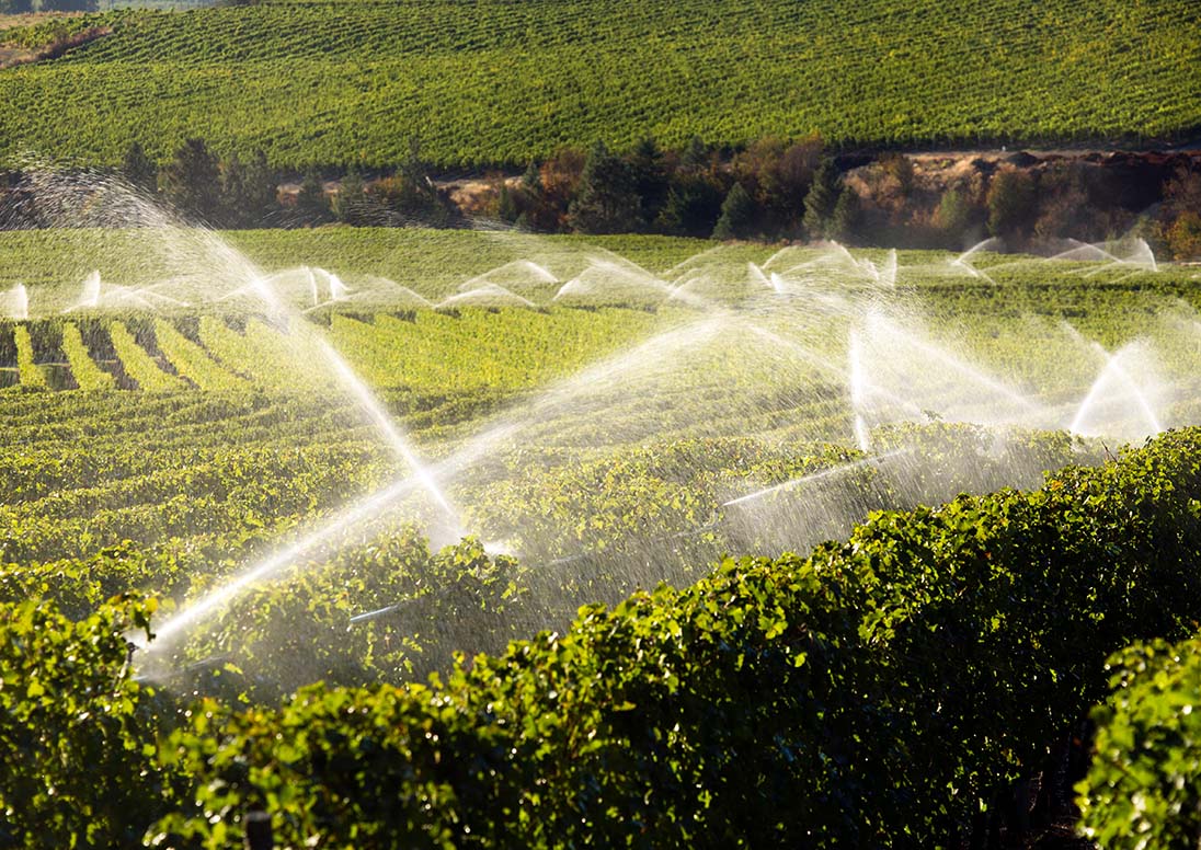 Irrigation system operating in a vineyard.