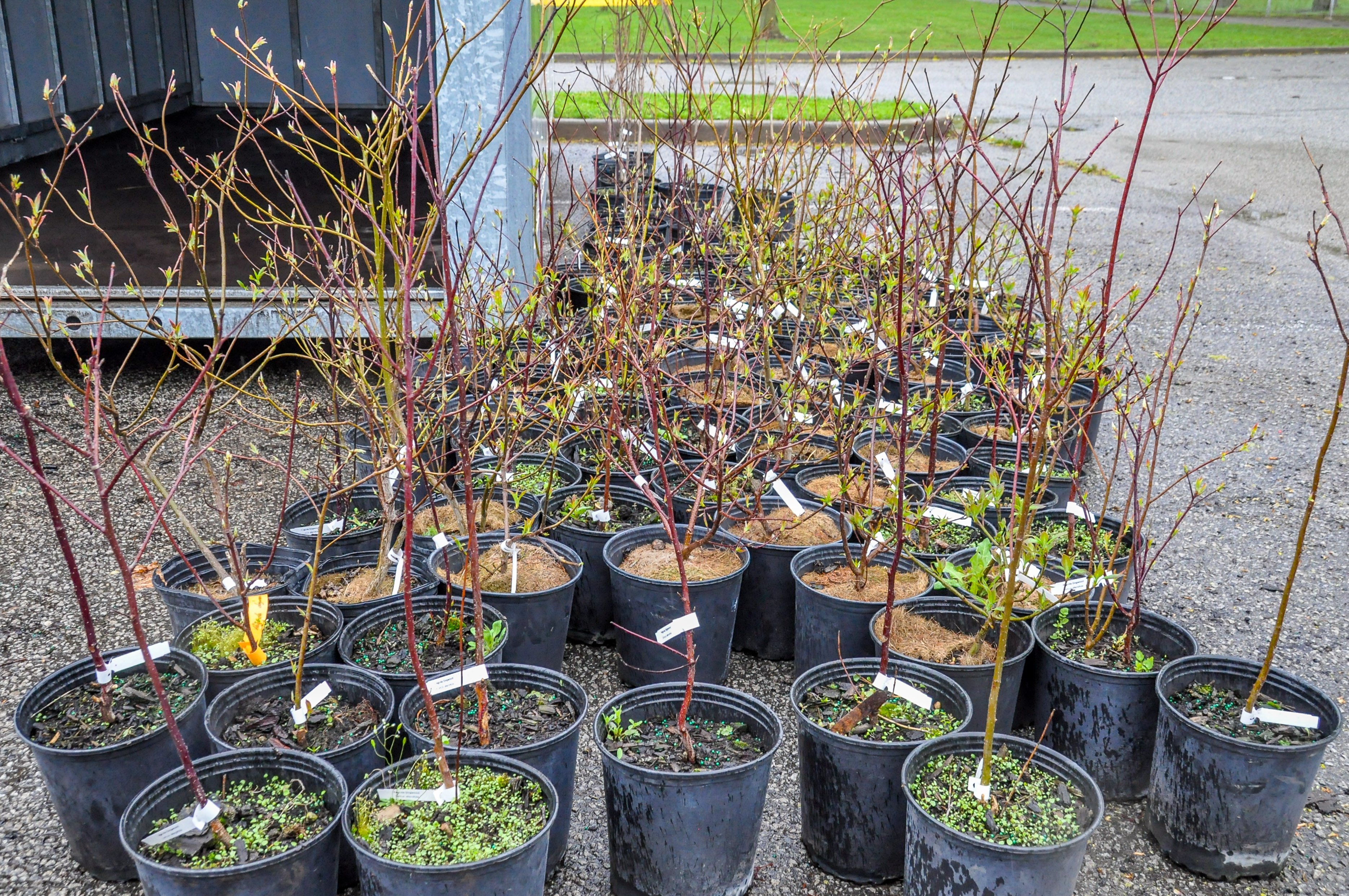 The City of St. Catharines is giving away free trees on April 25 at Lancaster Park.