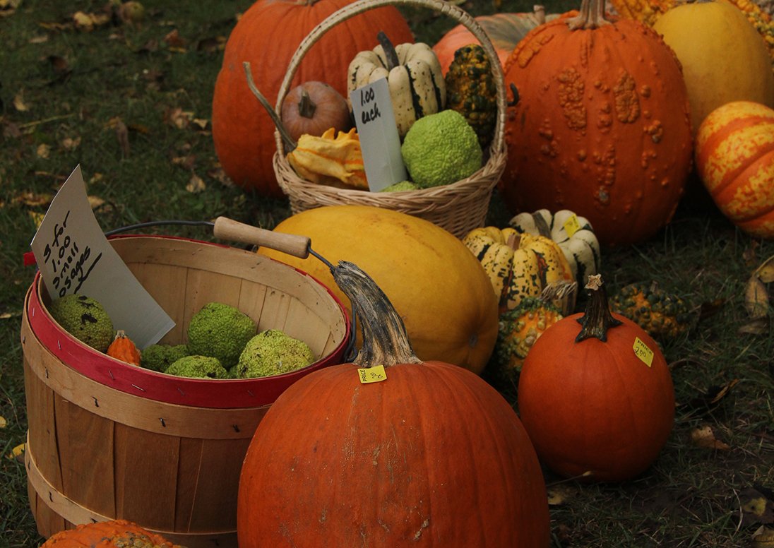 Pumpkins and other vegetables