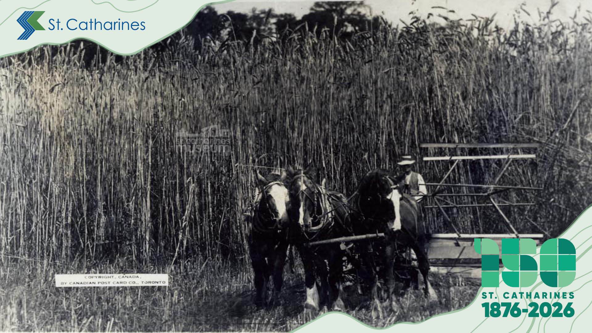 A humourous image from around 1900 where the wheat pictured has been enlarged to appear supersized.