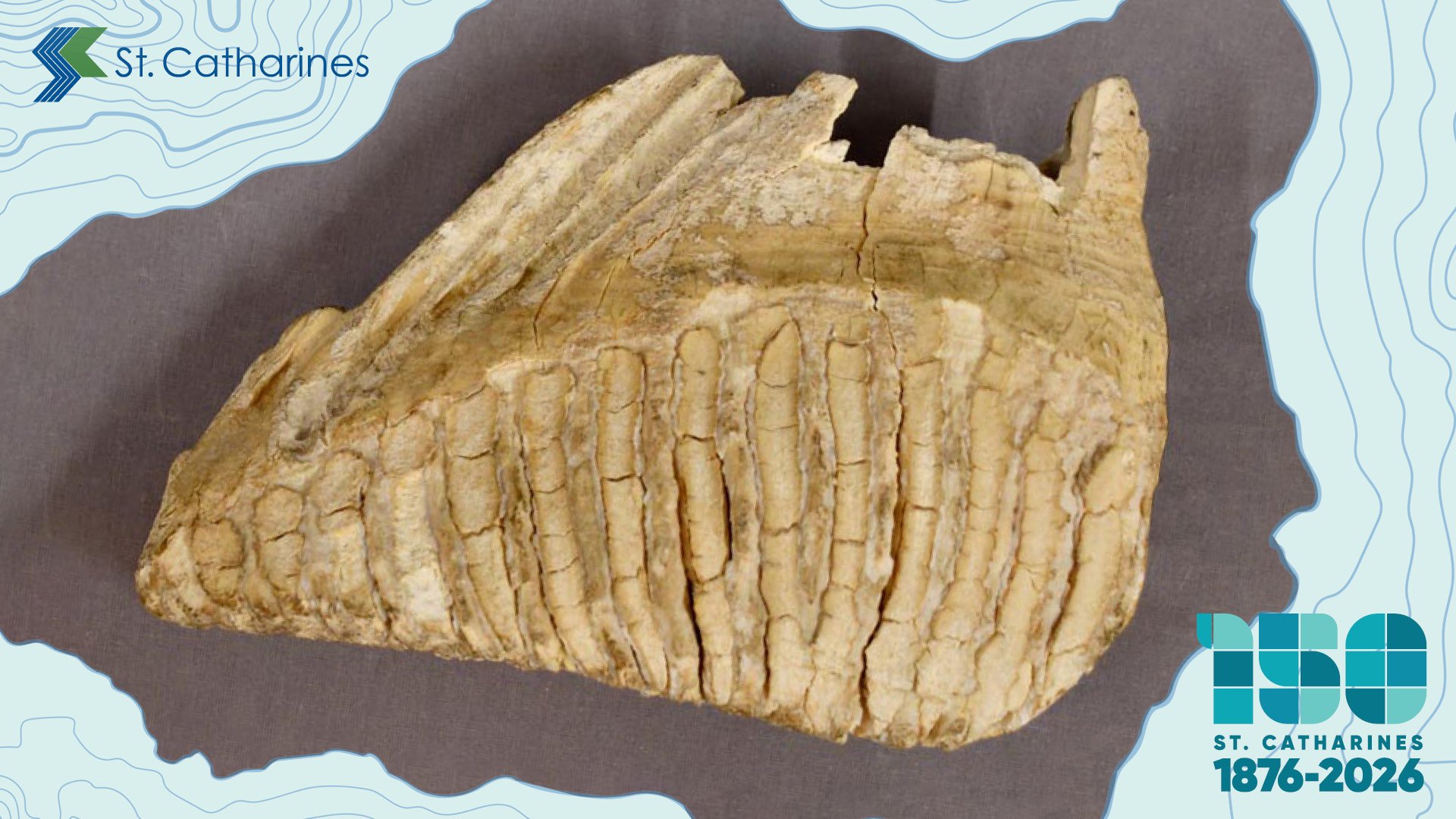 A mammoth tooth found in the Homer area of St. Catharines.