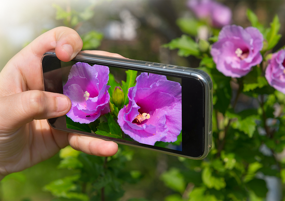 Taking photos of flowers with a phone.