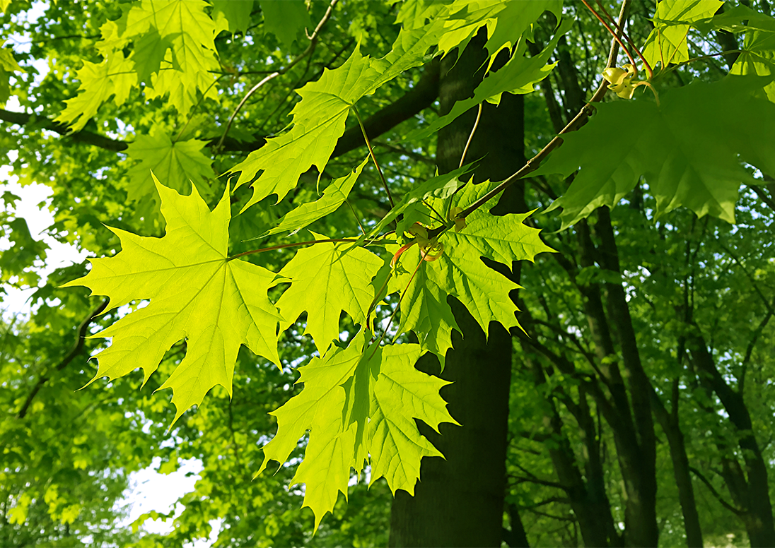 Photo of a maple tree.