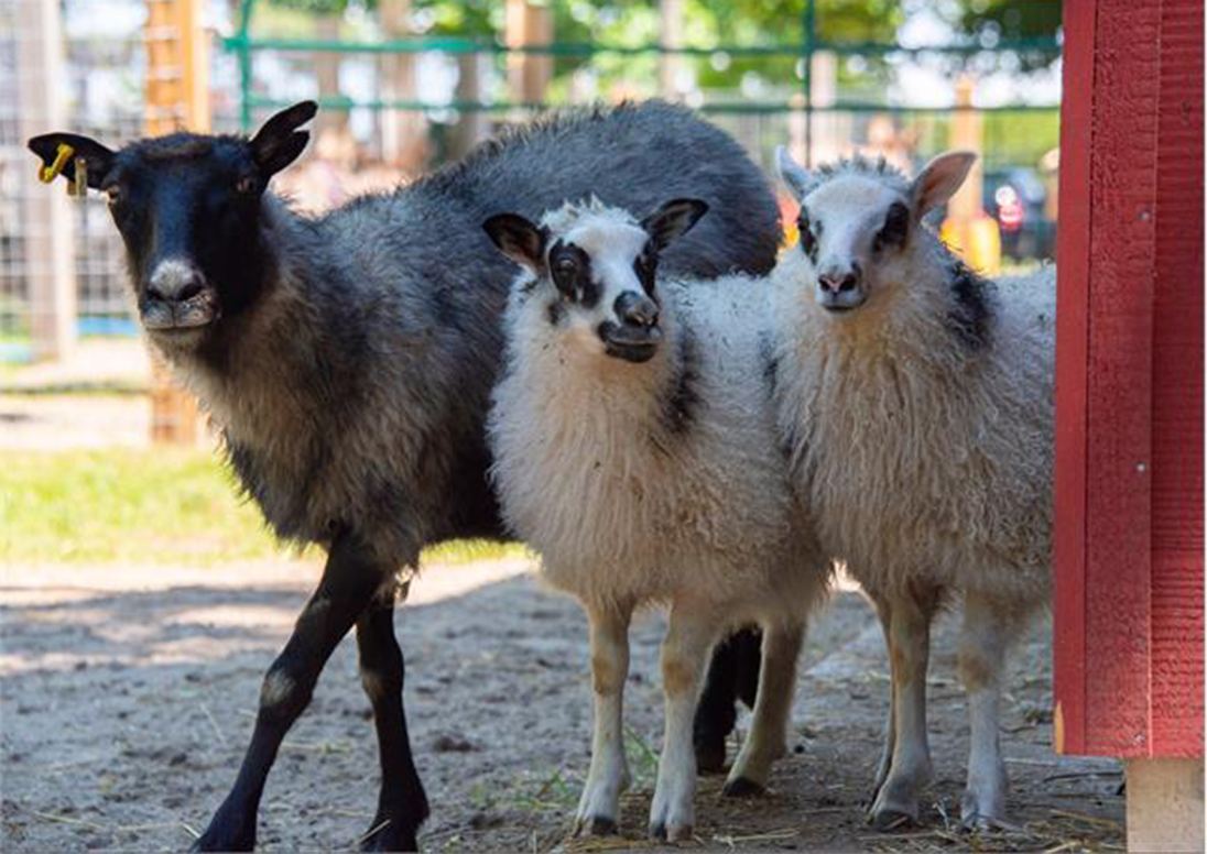 Sheep at Happy Rolph's