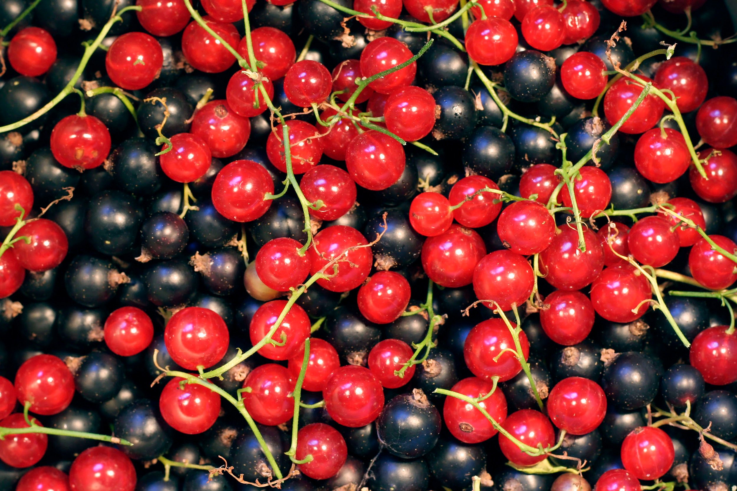 Red and Black Currants