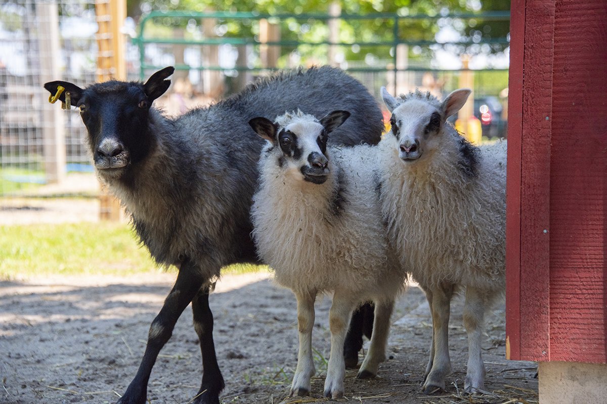 Baby Goats
