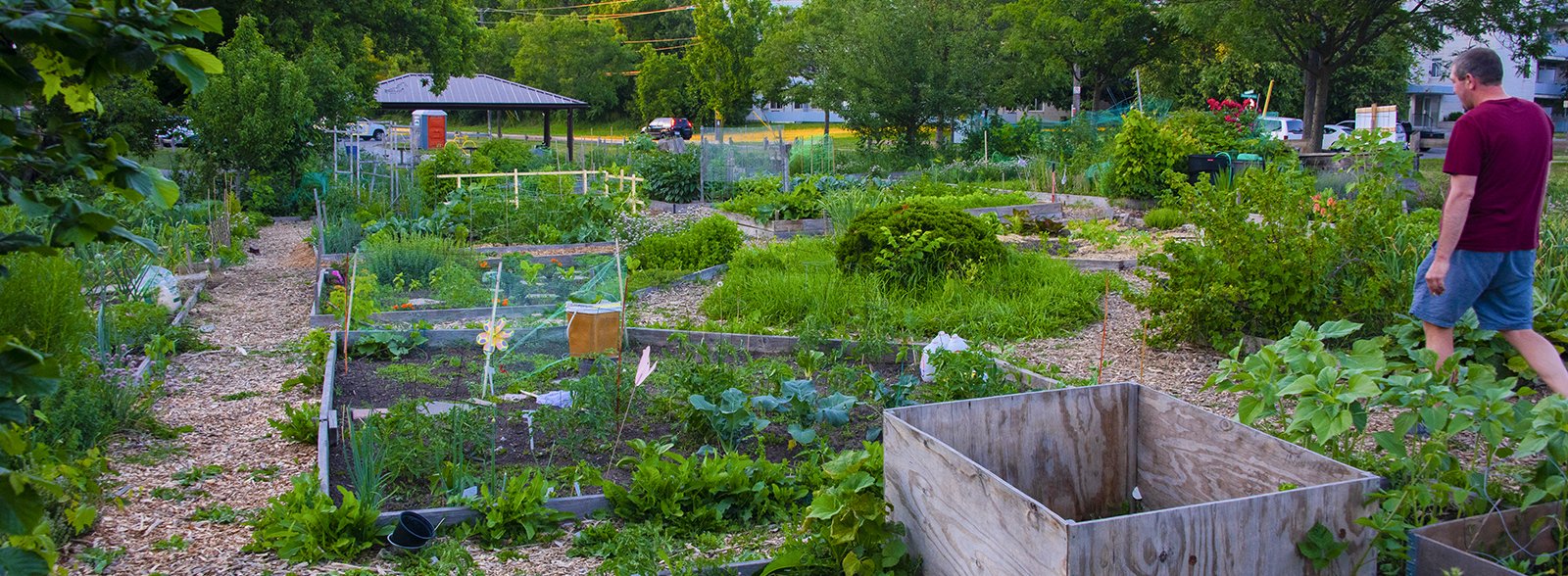 Community garden lush with greenery at Pierpoint Park