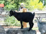 Black baby goat
