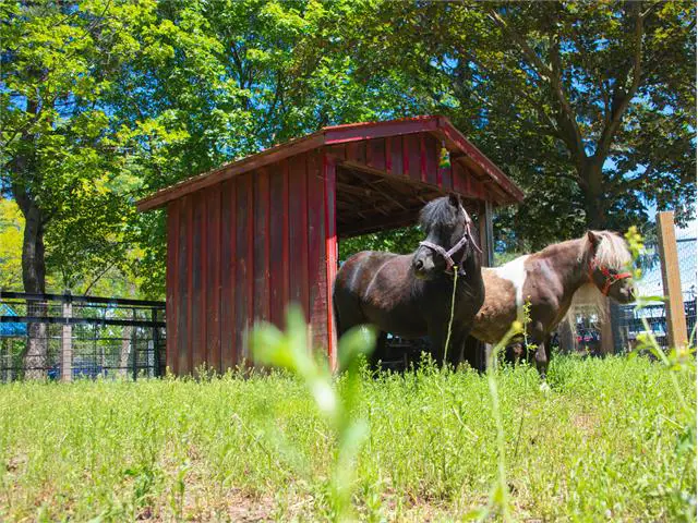 Photo of Happy Rolph's Animal Farm