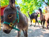 Donkey with alpacas in the background