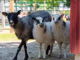 Three sheep