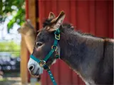 Donkey